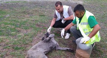 Başkan Sandıkçı, Can dostlarımız bize emanet