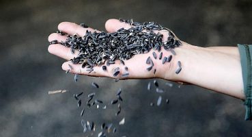 Çaykenarı Mahallesi’nde  ayçiçeği hasadı sevinci