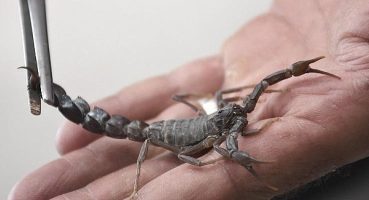 Harran Üniversitesi’nde Akrep Zehrinden Meme Kanseri İlacı Geliştiriliyor