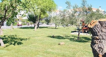 Ayvalık Artık Çok Daha Yeşil