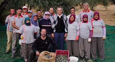 Belediye Zeytinliklerinin İlk Hasadı Başkan Mesut Ergin’den