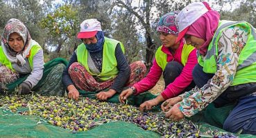 Bur-Bel Zeytinleri Altın Suyu’na Dönüştü