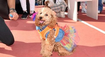 Çorlu’nun Sevimli Patileri Patifest’te Buluştu