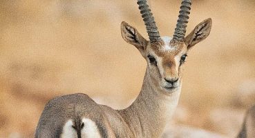 Doğaya Kanat Açtık’ta görüntülenen kuş türü 309 oldu