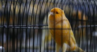 Dünyanın en büyük yarışması Edremit’te