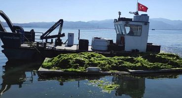 Körfez’de oluşan deniz marulları temizleniyor