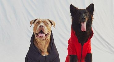 Koton, Love Koleksiyonu ile Patili Dostalarımıza ‘Göz Kulak Oluyor’!