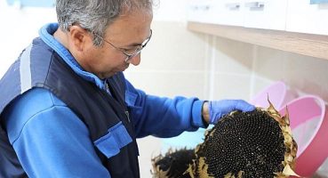 Muğla Büyükşehir önümüzdeki yılın tohumlarını dağıtıma hazırlıyor