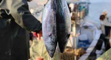 Şile Palamudu Festivali Başlıyor