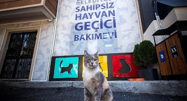 Sokak Hayvanlarına 34 Ton Mama