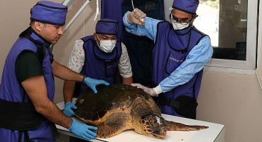 Yaralı Caretta Caretta koruma altında