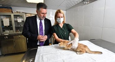 5 ayda bin 250 can dost tedavi edildi