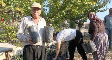 Antalya Büyükşehir’den çiftçiye keçiboynuzu desteği