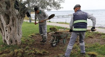 Burhaniye’de Domuzlar Sahili Talan Etti