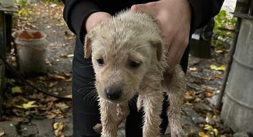 Dereye düşen yavru köpeği Büyükşehir İtfaiyesi kurtardı