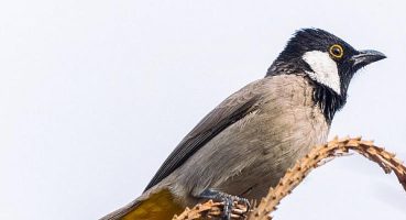 Doğuş Otomotiv: Doğaya Kanat Açtık Projesi yeni rotasındaydı