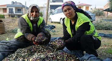 Edremit Belediyesi’nin Zeytinleri Hasat Ediliyor