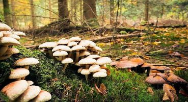 İşlemden Geçirmek Mantarı Zehirsiz Hale Getirmez