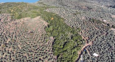 Mudanya Belediyesi Sokak Hayvanları Rehabilitasyon Merkezi ve Barınak Projesi’ne Ön İzni Aldı