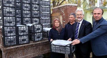 Nilüfer Belediyesi’nden kadın üreticilere 100 bin çilek fidesi