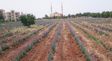 Tarıma Elverişli Olmayan Arazilerin Bitkisi Lavanta; Bir Sefer Ek, 30 Yıl Verim Al