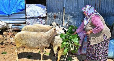 Umut sürüsü büyüyor