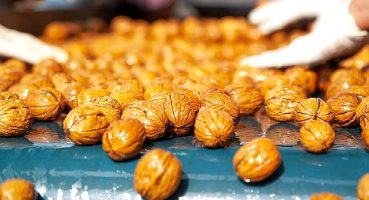 2022 yılında yerli ceviz hasadı yüzde 30 arttı