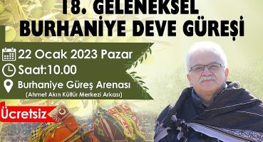 Burhaniye Deve Güreşleri İçin Hazırlıklar Tamamlandı
