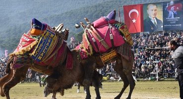 Pehlivan develer Torbalı Arenasına inecek