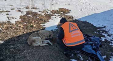 Keçiören Belediyesi Veteriner Hekimleri Yaraları Sarıyor