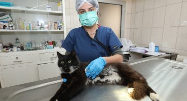 Gaziemir'de 21 bin 940 hayvana veteriner sağlık hizmeti