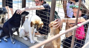 İzmirliler PAKOFEST'te patili dostlarla buluştu