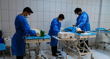 Van Büyükşehir'in Hayvan Barınağı Sokak Hayvanlarına Şifa Dağıtıyor