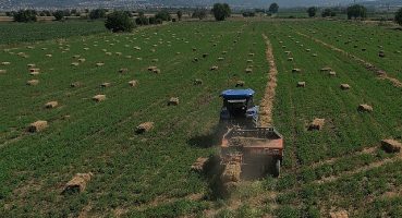434 Dekar Araziden Elde Edilen Kaba Yem Üreticiye Dağıtılacak