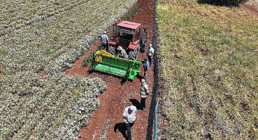 Başkan Altay: “Susuz Tarım Yöntemiyle Ekimini Desteklediğimiz Kekiklerin Hasadı Yapıldı”