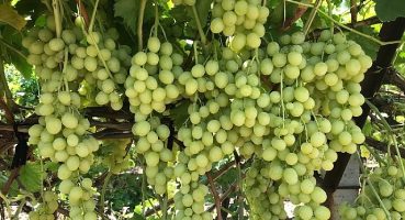 Superior Seedless Çeşidi Sofralık Üzümün ihracat yolculuğu başladı