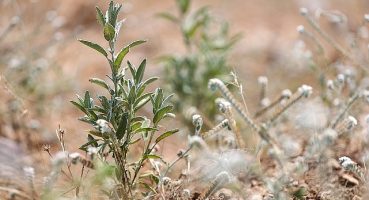 Buca Belediyesi adaçayı ihraç edecek