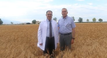 Bulgur üretiminin geleceğine ata tohumu Ahmet Buğdayı damga vuracak