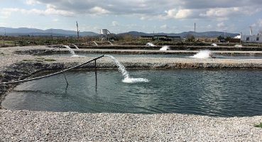 Toprak Havuzlarda Balık Üretimi Yükselişte