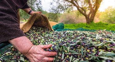 Türkiye'nin Sofralık Zeytin İhracatı 184 Milyon 510 Bin Dolar Oldu