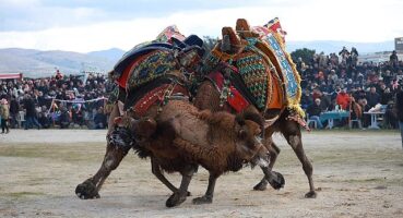 Burhaniyeliler Deve Güreşi heyecanını doyasıya yaşadı