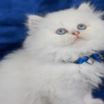 Kedi Fiyatları 2024