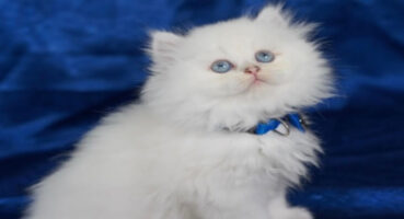 Kedi Fiyatları 2024