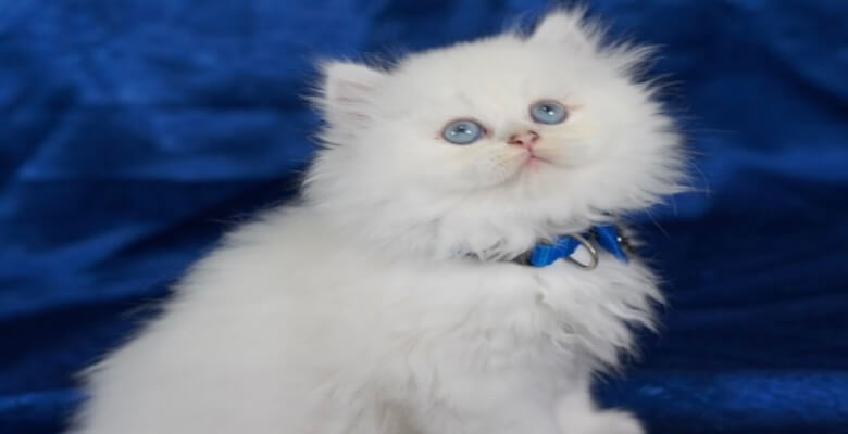 Kedi Fiyatları 2024