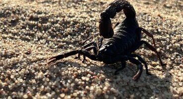 'Afrika'nın Ölümcül Avcıları: Beklenmedik Katiller Özel' National Geographic WILD Ekranlarında!