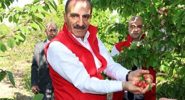 Milyonlarca kiraz ağacı ihracat rekoru kırmak için 1 hafta önceden meyvelerini verdi