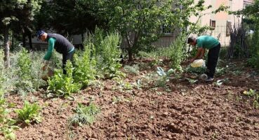 Sivrisinekler durgun sularda ürer