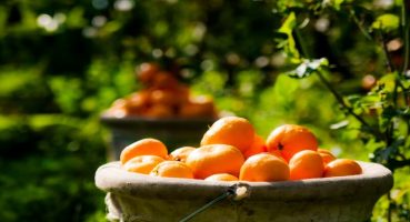 Ege Bölgesi Narenciye Rekoltesinde Sert Düşüş: Üretim Yüzde 34 Azaldı